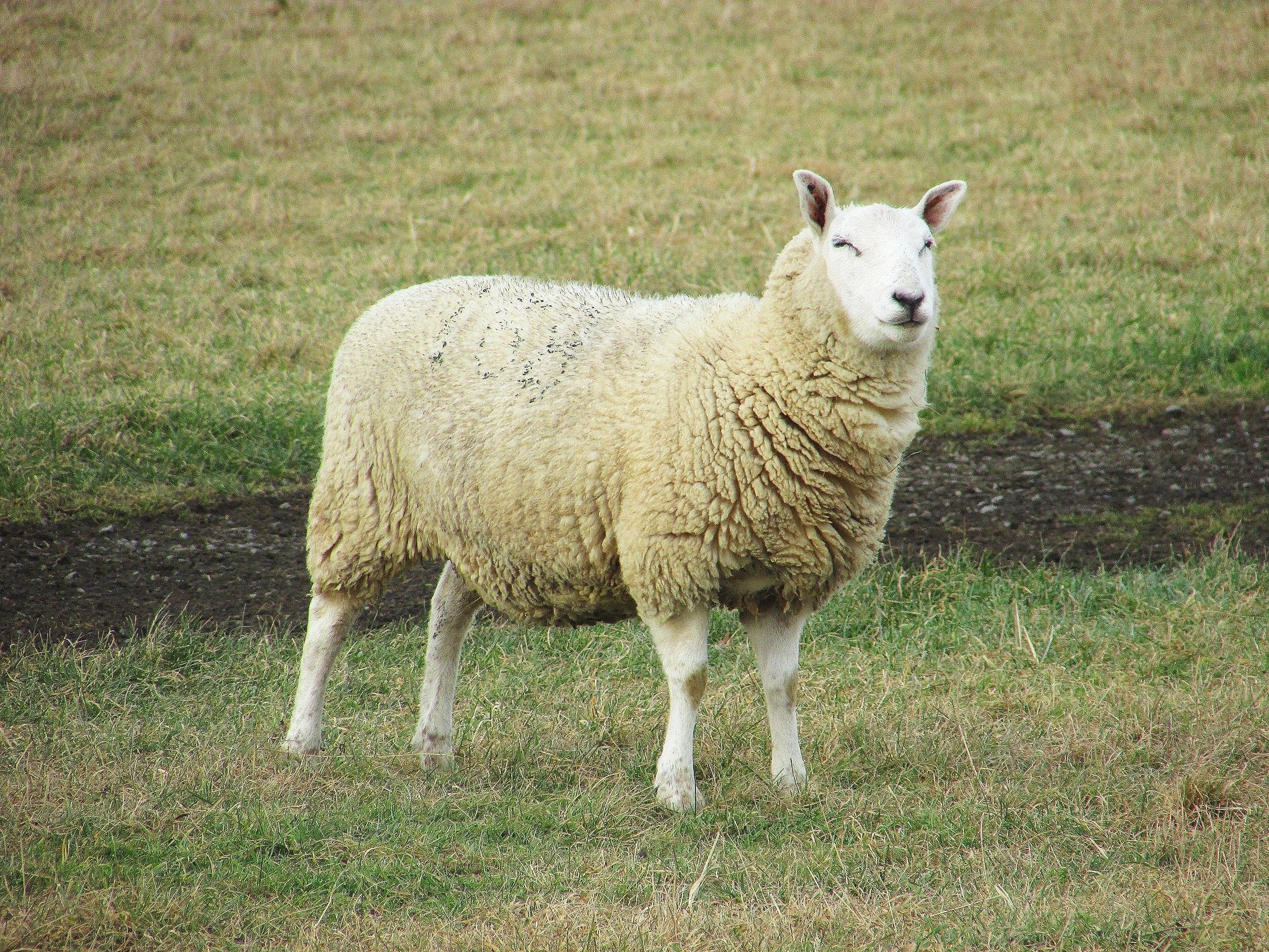 The Sheep | Discover Quality Sheep Today — Alexander Sheep Farm